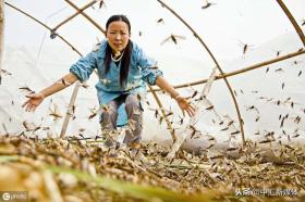 农家蚂蚱(蝗虫)如何养殖 